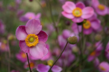 anemone_praecox1.jpg