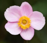 Anemone x hybrida 'September Charm'