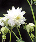 Aquilegia vulgaris 'Green Apples'