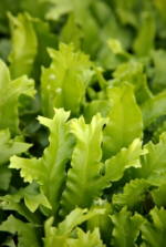 Asplenium scolopendrium 'Ramosum'