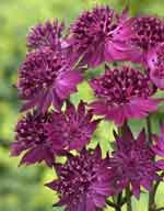 Astrantia 'Venice'