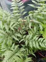 Athyrium 'Branford Beauty' 