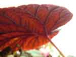 Begonia grandis 'Red Undies'