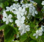 Brunnera macrophylla 'Marley�s White' 
