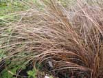 Carex buchananii 'Red Rooster'