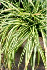 Carex 'Evergold' AGM