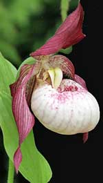 Cypripedium 'Gisela' Frosch�