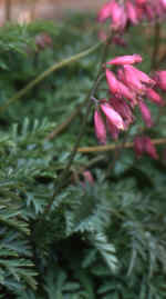 Dicentra