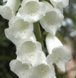 Digitalis purpurea 'Snow Thimble'