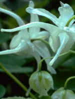 Epimedium grandiflorum AGM 