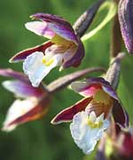 Epipactis