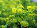 Euphorbia