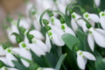 Galanthus elwesii