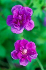 Geranium himalayense 'Plenum'