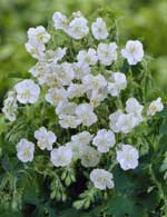 Geranium phaeum 'Album'