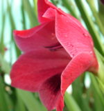 Gladiolus 'Ruby'