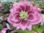 Helleborus x hybridus 'Double Pink Spotted Red'