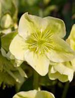 Helleborus x ericsmithii 'Moonshine'