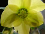 Helleborus x hybridus Yellow