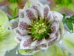 Helleborus x hybridus  Double Spotted