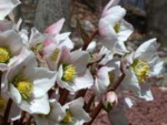 Helleborus niger 'Blackthorn Strain'