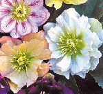 Helleborus x hybridus 'Double mixed'