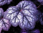 Heuchera 'Cascade Dawn'