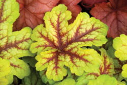 x Heucherella 'Alabama Sunrise'