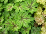 x Heucharella 'Fan Dancer'