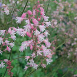 x Heucherella 'Pink Whisper'