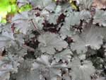 Heuchera 'Binoche'