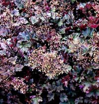 Heuchera 'Cappuccino'
