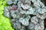Heuchera 'Cinnabar Silver'