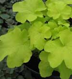 Heuchera 'Citronelle'