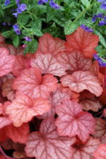 Heuchera