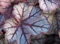 Heuchera Guardian Angel