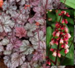 Heuchera 'Gypsy Dancer'