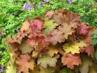 Heuchera 'Kassandra'