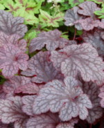 Heuchera 'Plum Pudding