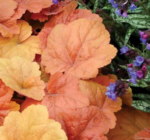 Heuchera 'Southern Comfort'