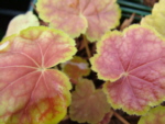 Heuchera 'Tiramisu'