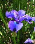 Iris