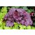 Heuchera 'Sugar Plum'