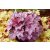 Heuchera 'Sugar Plum'