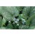 Brunnera 'Emerald Mist'
