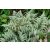Athyrium 'Wildwood Twist'