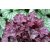 Heuchera 'Plum Royale'
