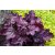 Heuchera 'Plum Royale'