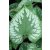 Brunnera 'Emerald Mist'