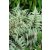 Athyrium 'Wildwood Twist'